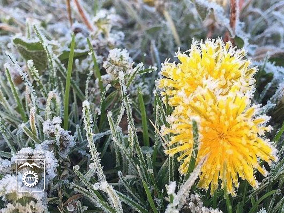 Заморозки не отступают.